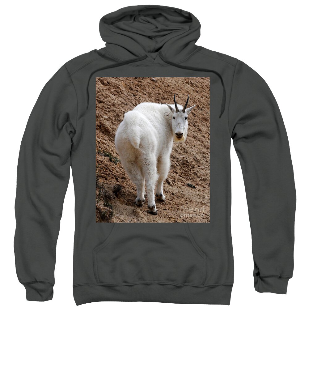 Wildlife Sweatshirt featuring the photograph Are You Following Me by Vivian Christopher