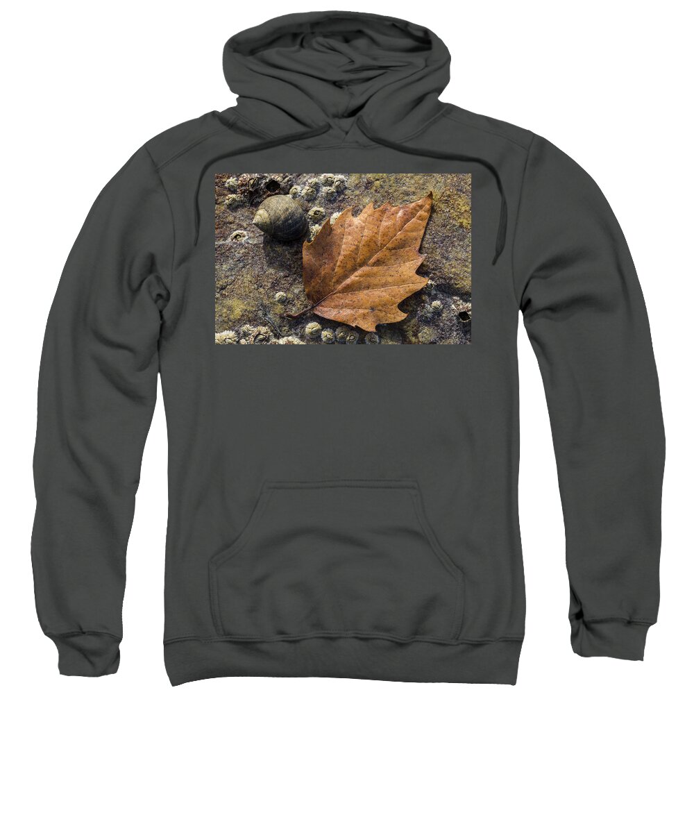 Andrew Pacheco Sweatshirt featuring the photograph Autumn Along The Coast by Andrew Pacheco