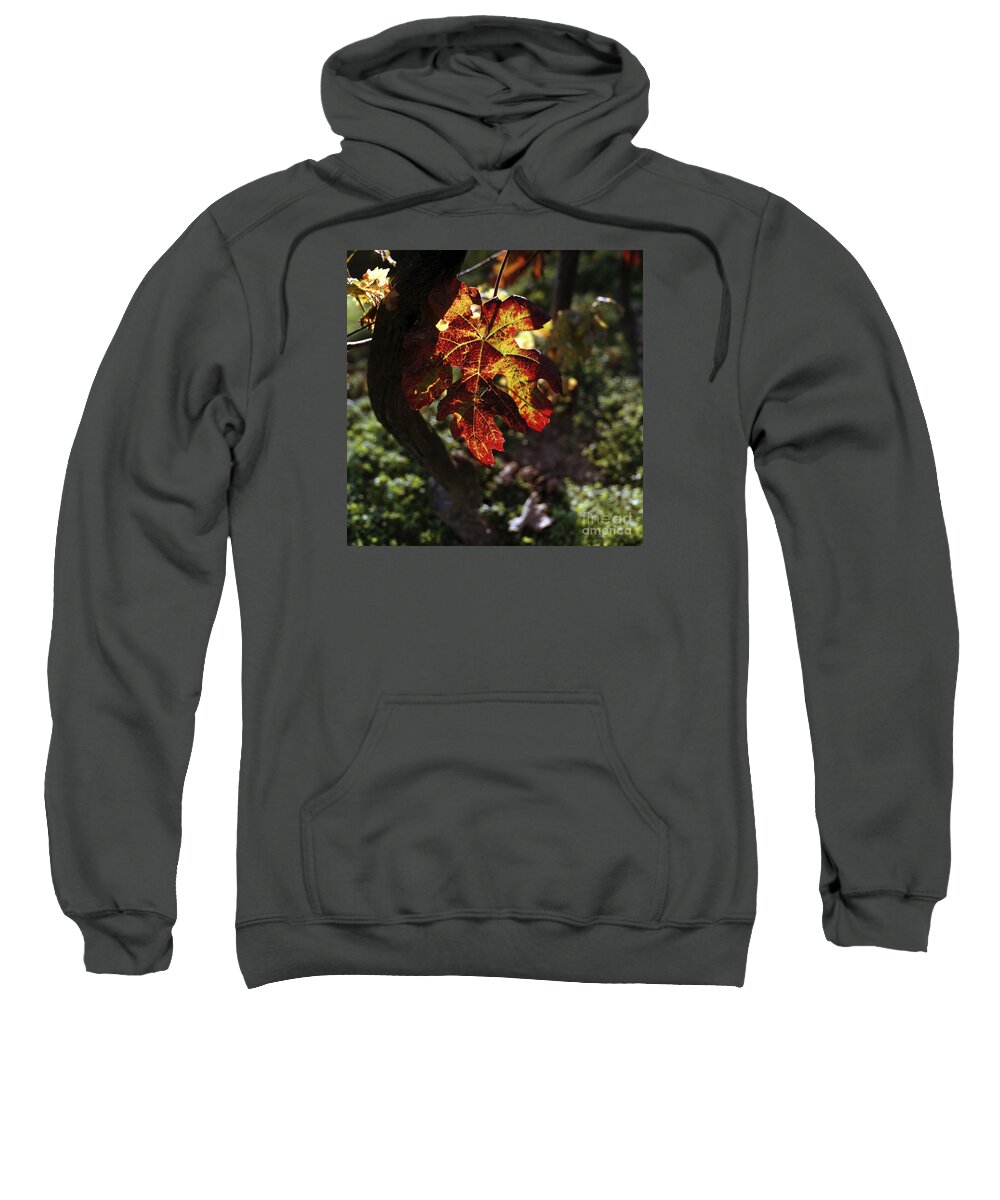 Leaf Sweatshirt featuring the photograph Autumnal Grapevine by Riccardo Mottola