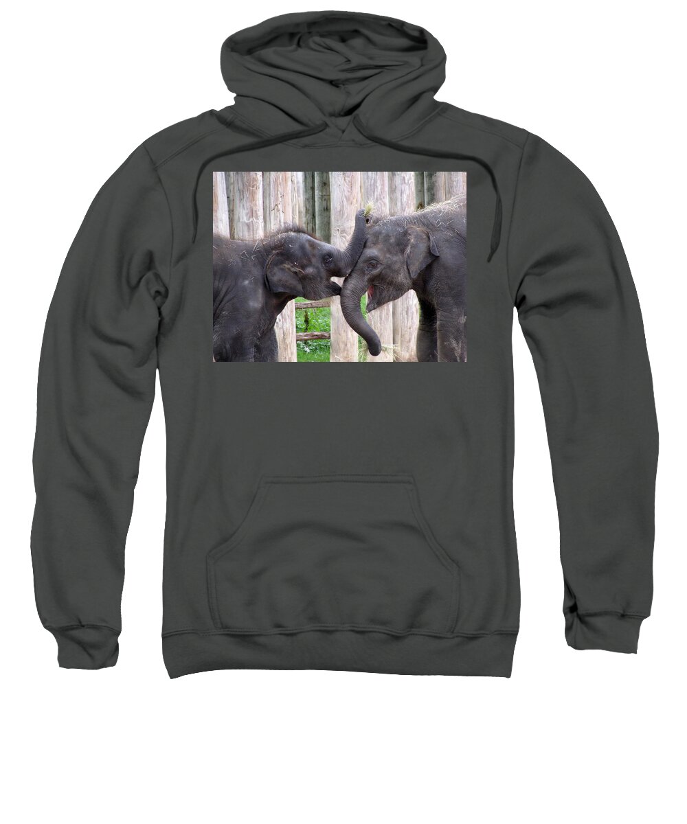 Elephant Sweatshirt featuring the photograph Baby Elephants - Bowie and Belle by Pamela Critchlow