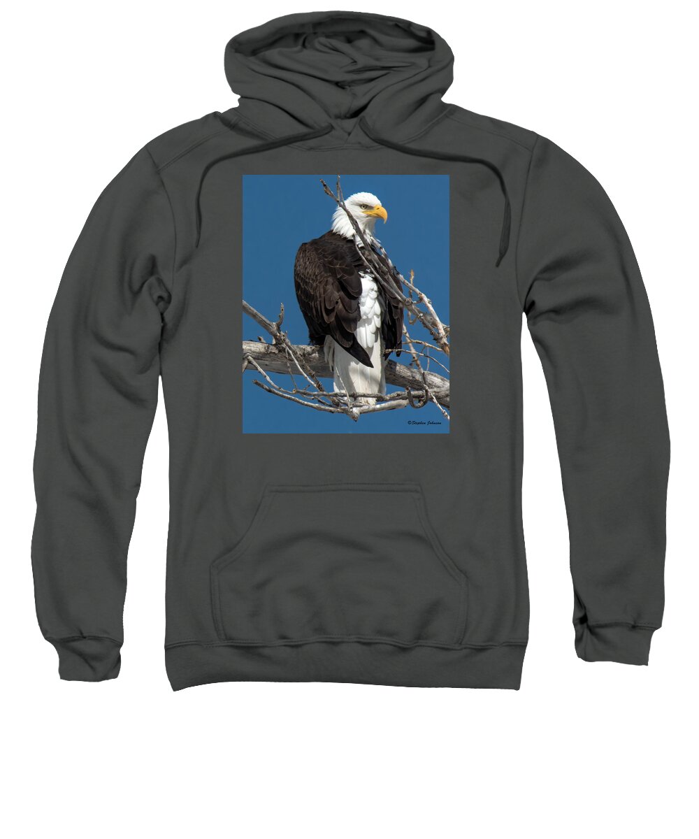 American Bald Eagle Sweatshirt featuring the photograph Bald Eagle Putting on the Ritz by Stephen Johnson
