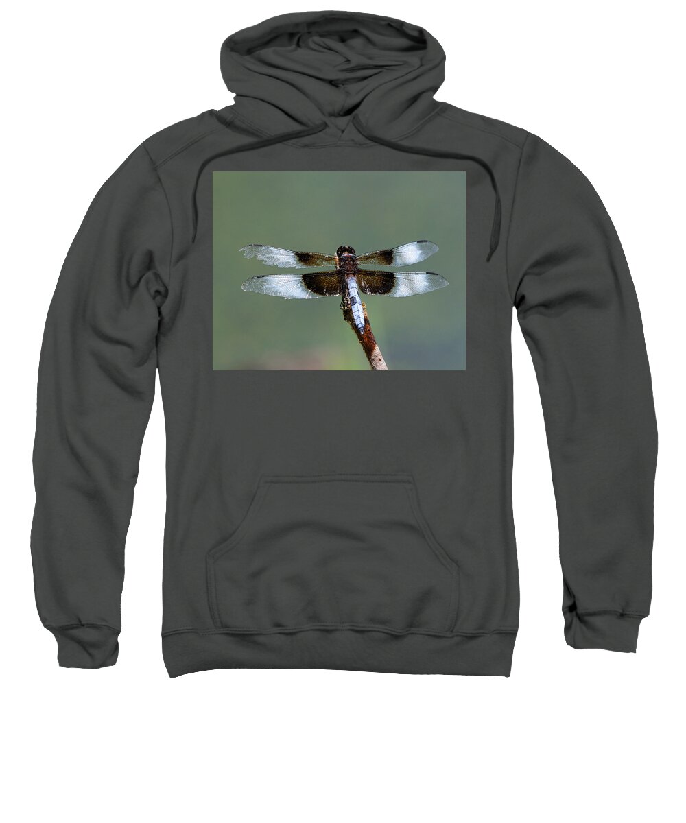 Insect Sweatshirt featuring the photograph Battle Weary Dragon by Robert Woodward