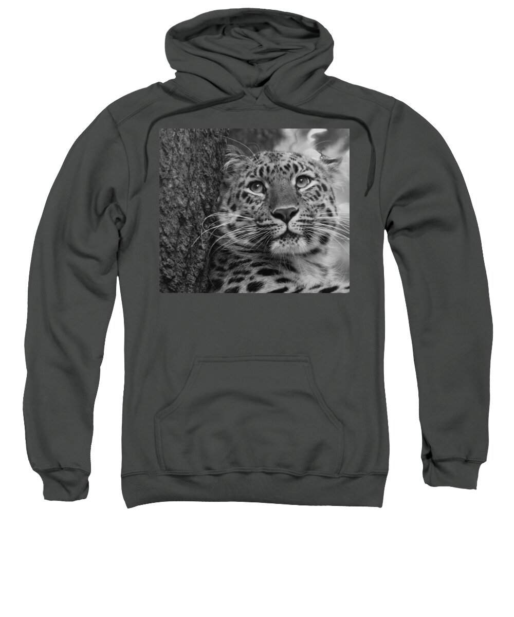 Animal Sweatshirt featuring the photograph Black and White Amur Leopard by Chris Boulton