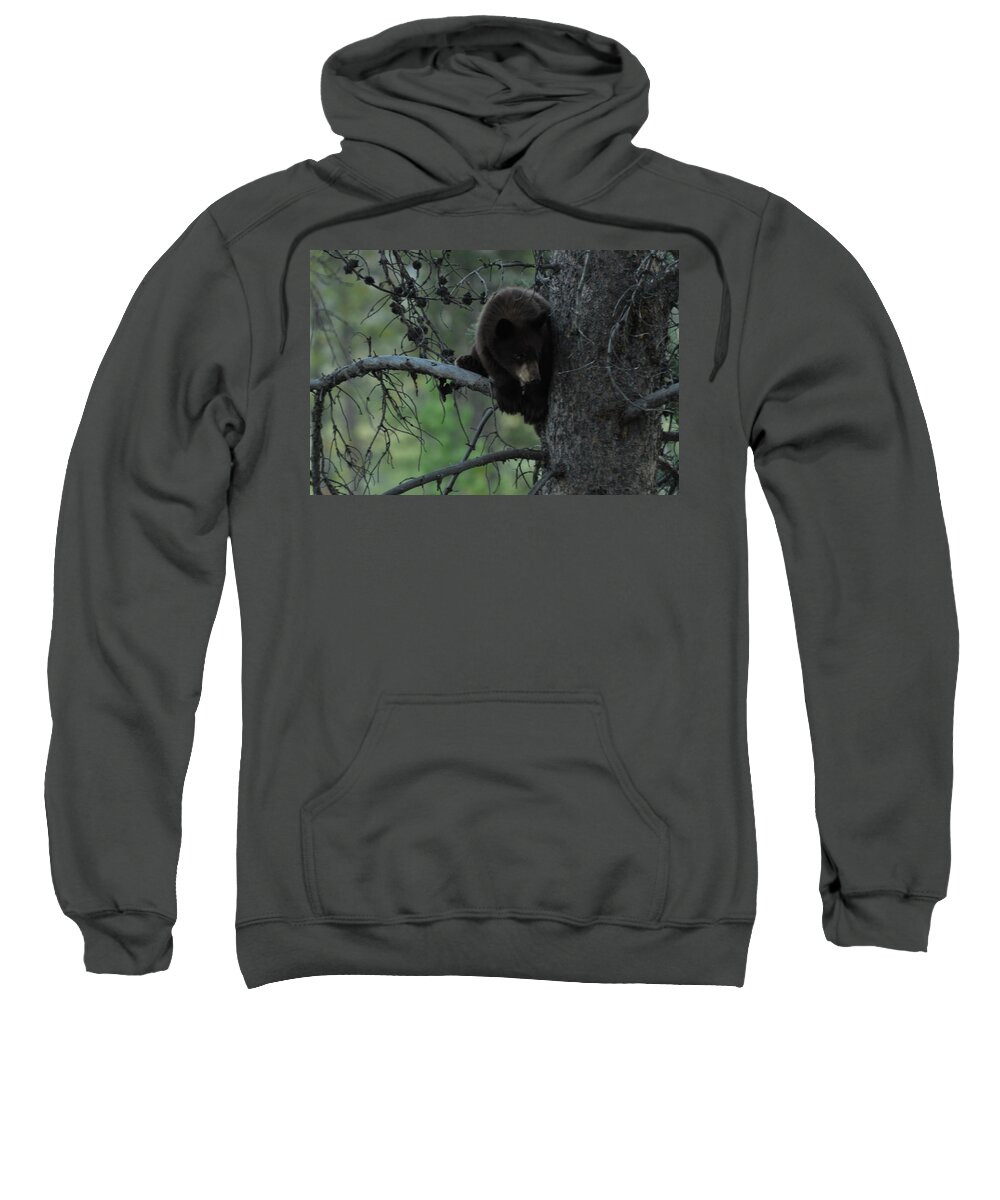 Black Bear Sweatshirt featuring the photograph Black Bear Cub in Tree by Frank Madia