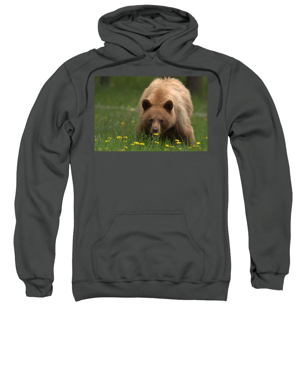 Bear Sweatshirt featuring the photograph Black Bear by Frank Madia