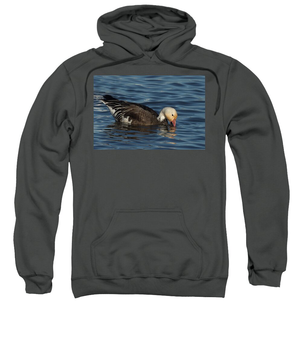 Snow Geese Sweatshirt featuring the photograph Blue Goose by Kathleen Bishop