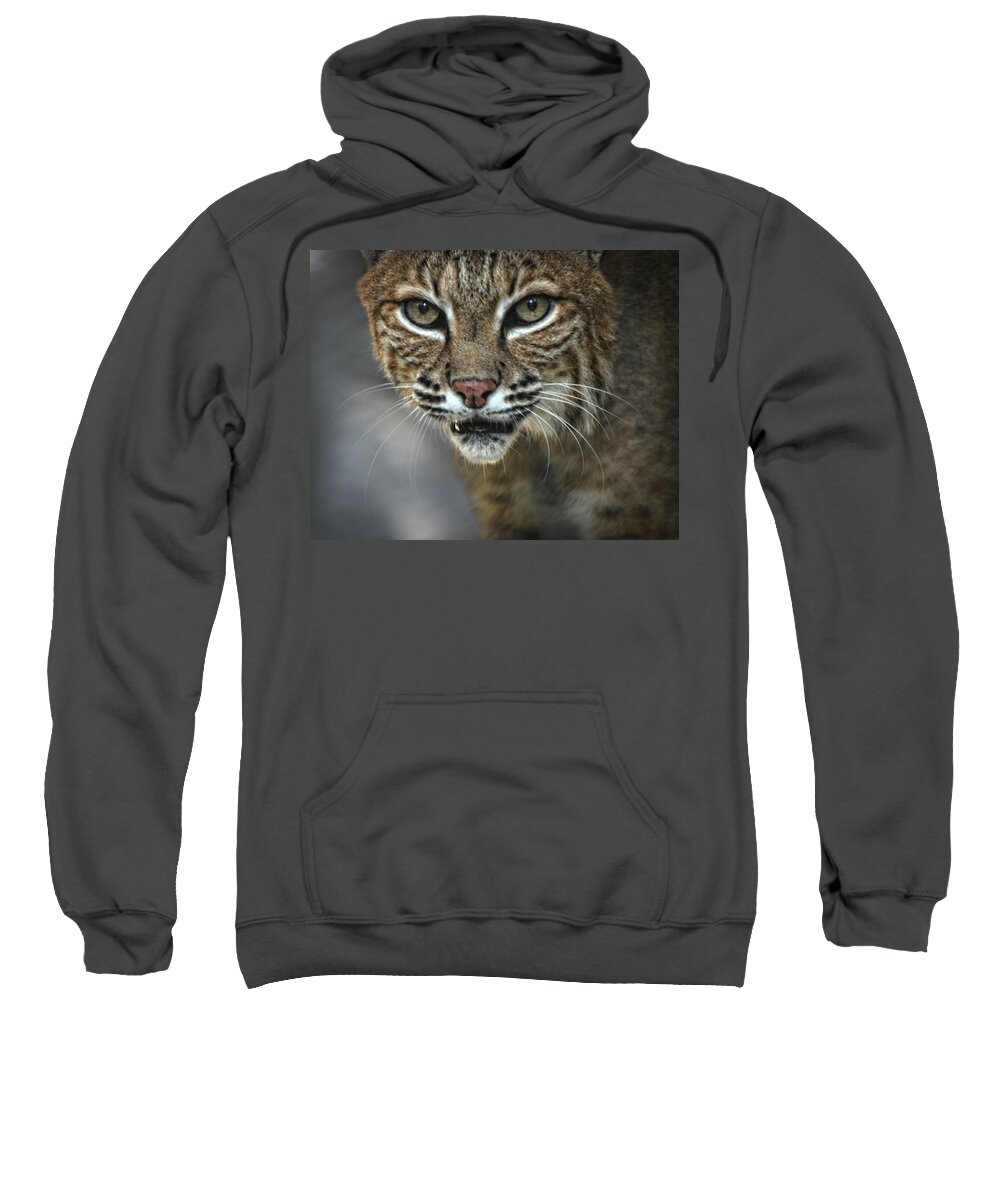 Bobcat Sweatshirt featuring the photograph Bobcat Stare by Maggy Marsh