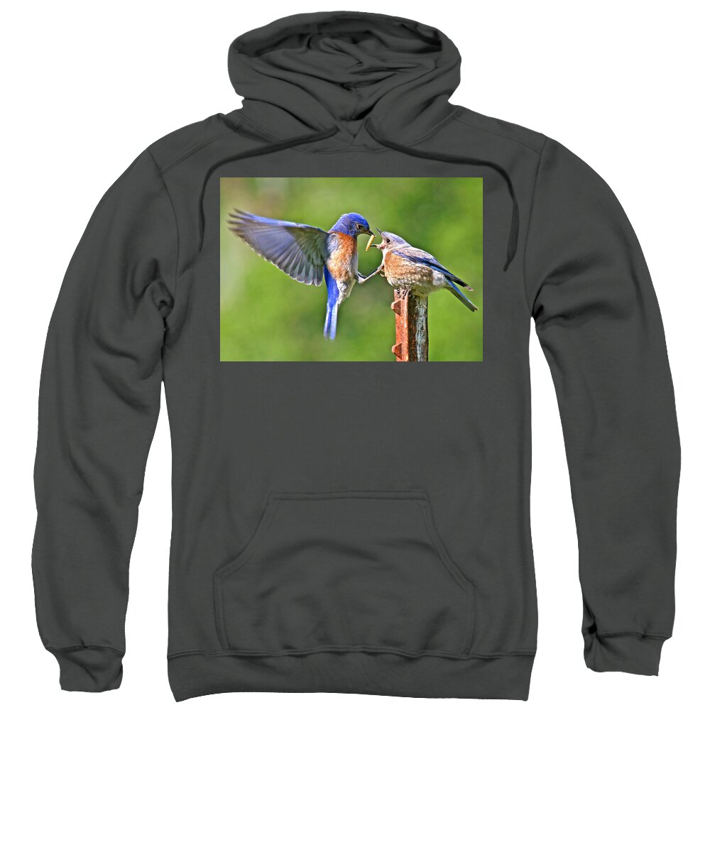 - Animals Sweatshirt featuring the photograph Breast feeding. by Jean Noren