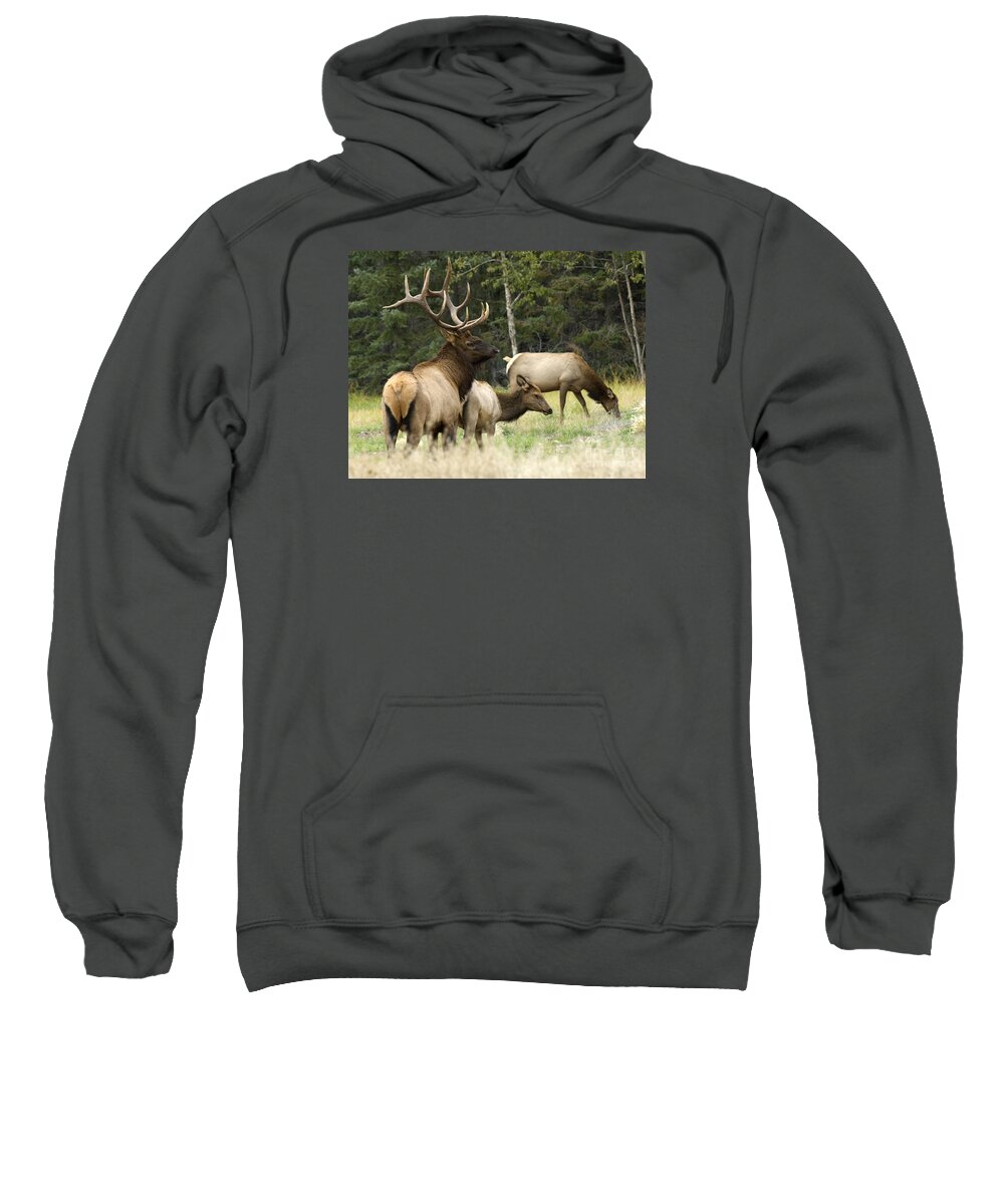 Elk Sweatshirt featuring the photograph Bull Elk With His Harem by Bob Christopher