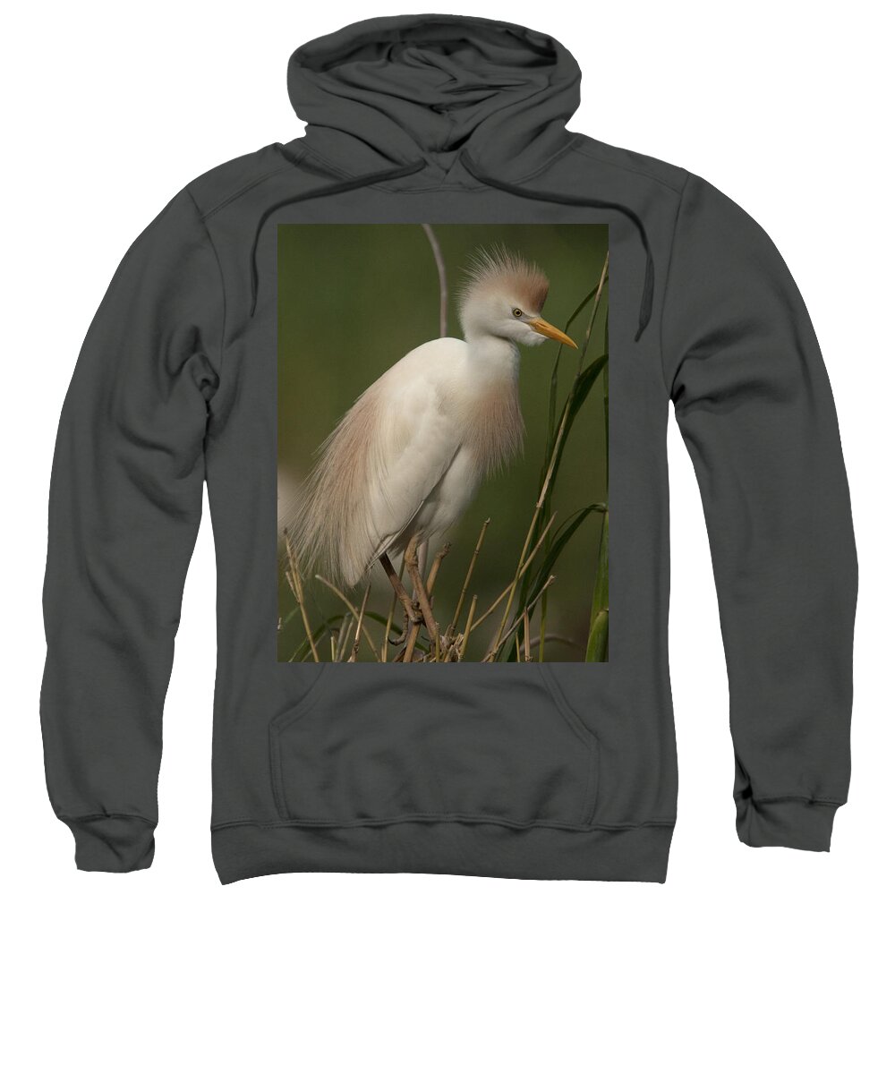 Wildlife Sweatshirt featuring the photograph Cattle Egret, Bubulcus ibis by Tony Mills