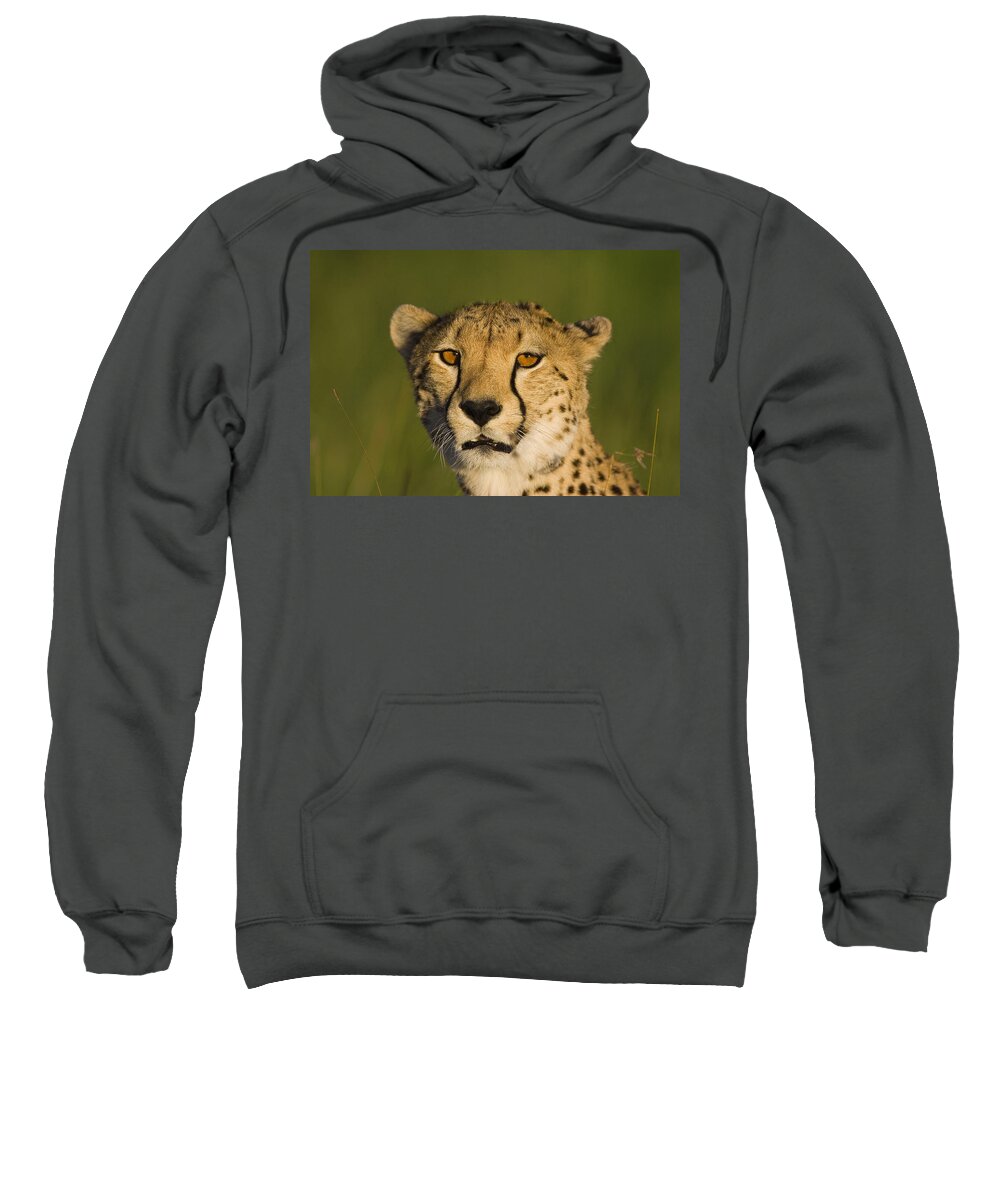 Suzi Eszterhas Sweatshirt featuring the photograph Cheetah Masai Mara Kenya by Suzi Eszterhas