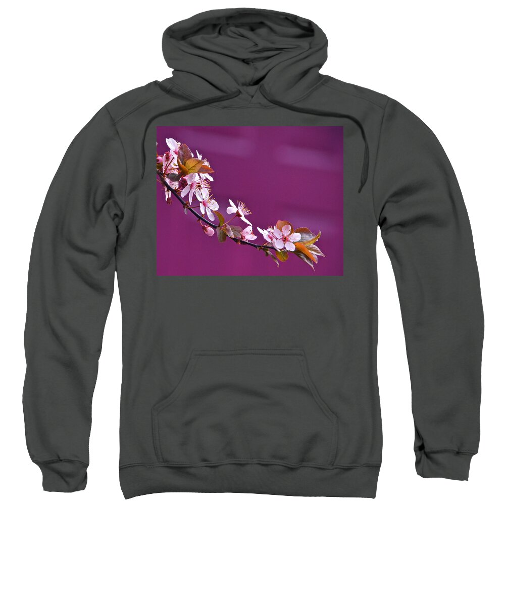 Cherry Blossoms Sweatshirt featuring the photograph Cherry Blossoms and Plum Door by Byron Varvarigos