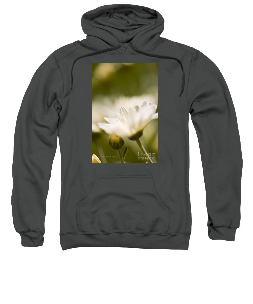 Chrysanthemum Sweatshirt featuring the photograph Chrysanthemum Flowers by Richard J Thompson 