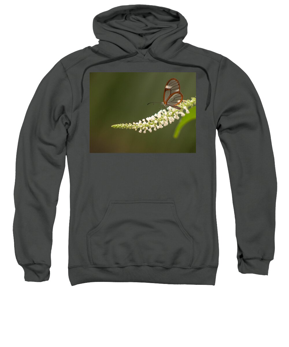 Clear Wing Butterfly Sweatshirt featuring the photograph Clear Wing Butterfly by Tam Ryan
