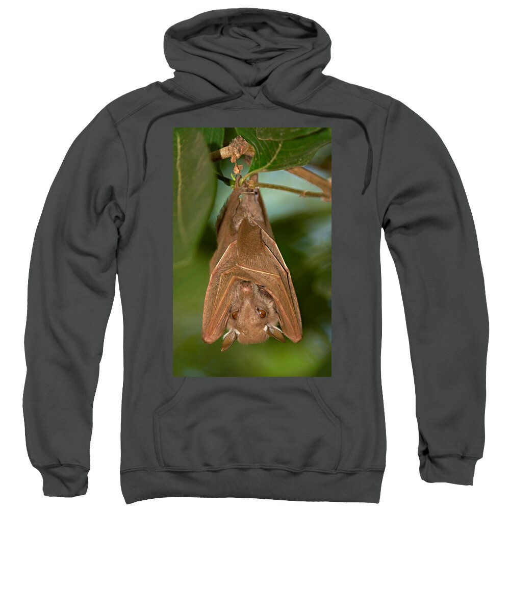 Photography Sweatshirt featuring the photograph Close-up Of A Bat Hanging by Panoramic Images