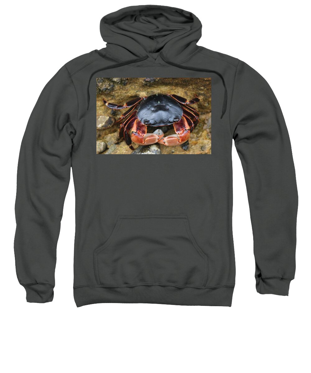 Wild Sweatshirt featuring the photograph Crabby Pants by Christy Pooschke