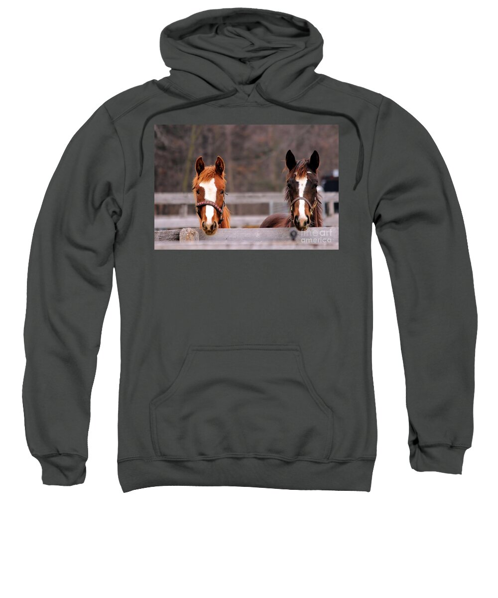 Horse Sweatshirt featuring the photograph Cute Yearlings by Janice Byer