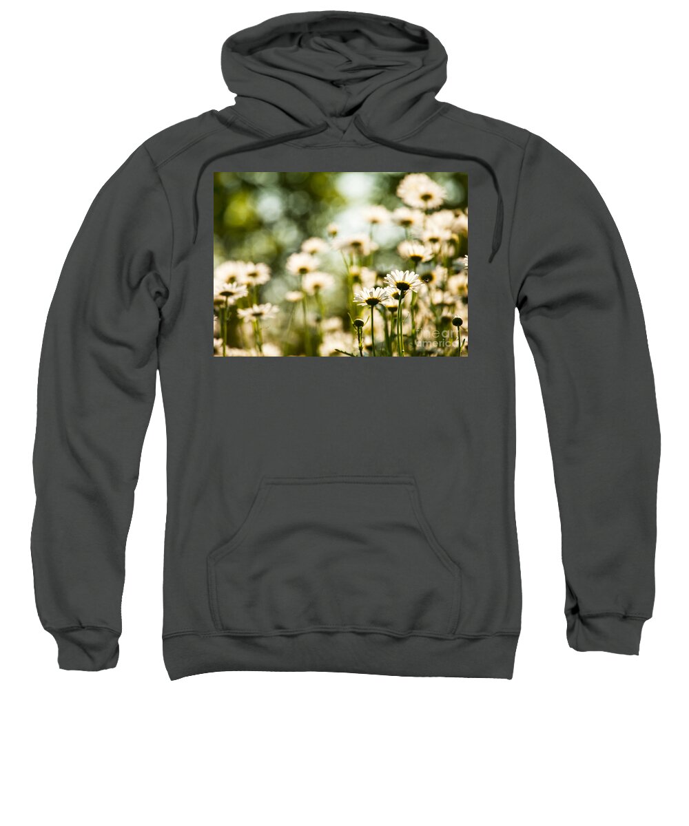 Daisies. Flowers Sweatshirt featuring the photograph Daisy Dreams II by Mary Smyth