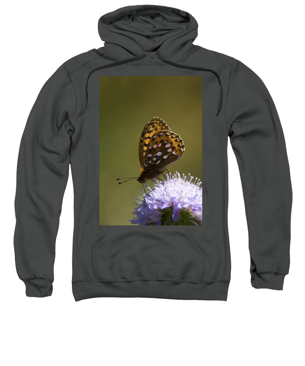 Lepidoptera Sweatshirt featuring the photograph Dark Green fritillary by Bob Kemp