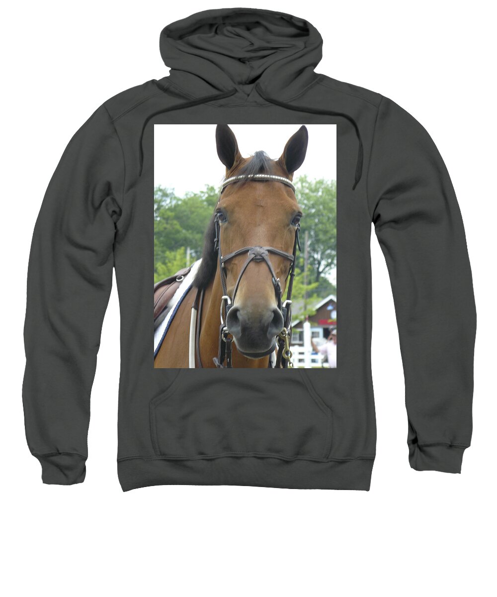 Horse Sweatshirt featuring the photograph Devon f by Mary Ann Leitch