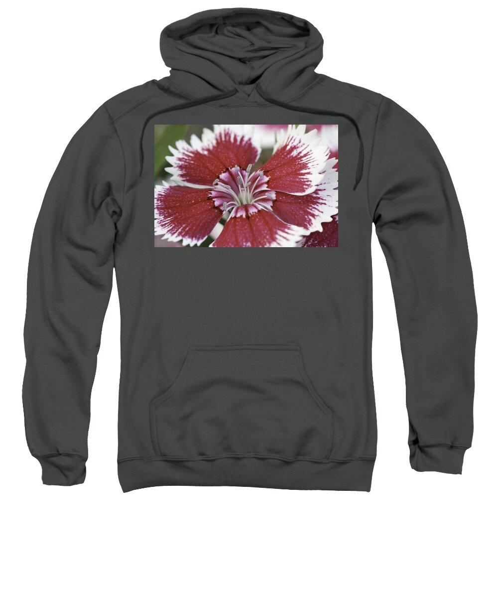 Flower Sweatshirt featuring the photograph Dianthus by Tim Stanley