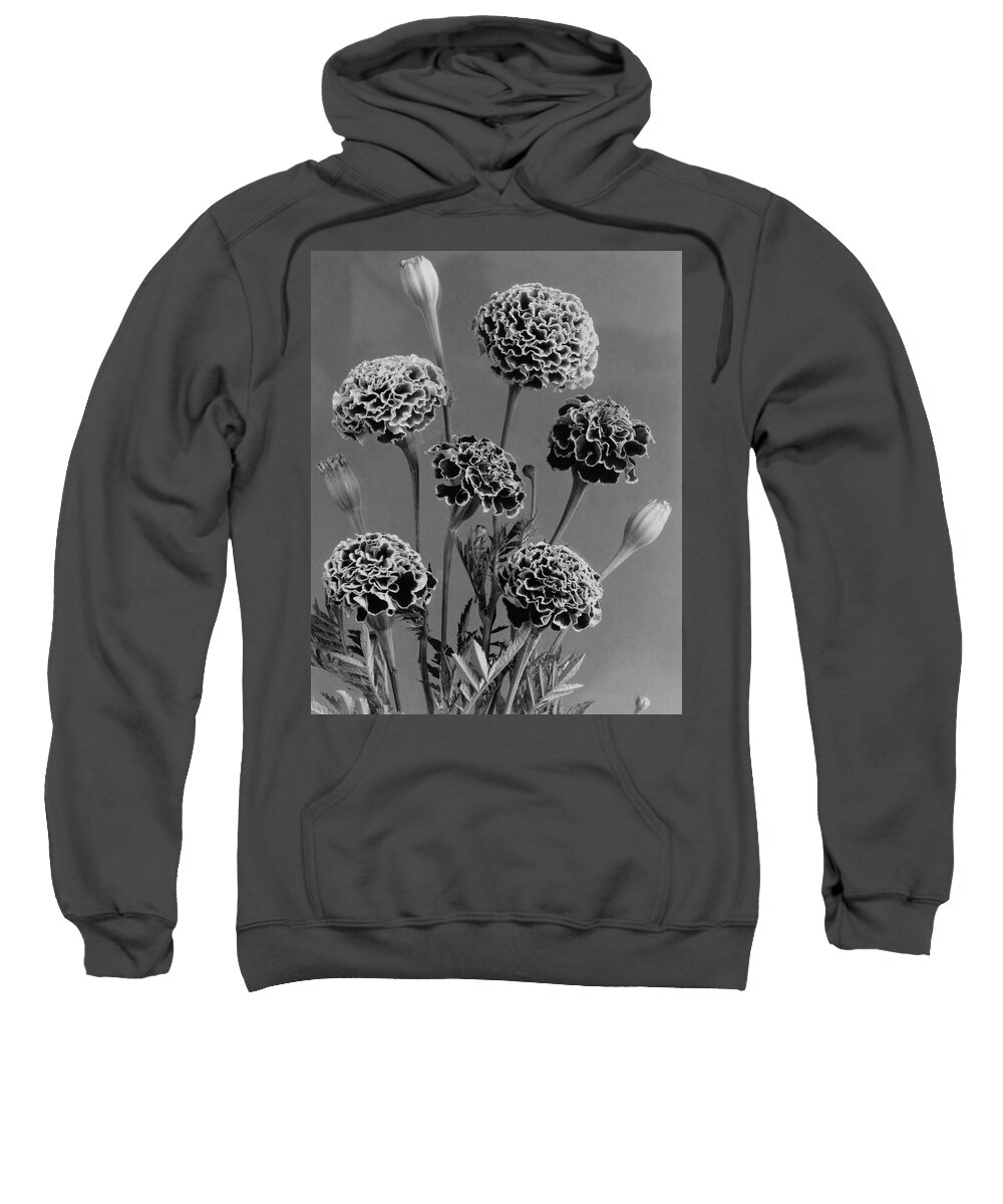 Flowers Sweatshirt featuring the photograph Dwarf Monarch Marigolds by J. Horace McFarland