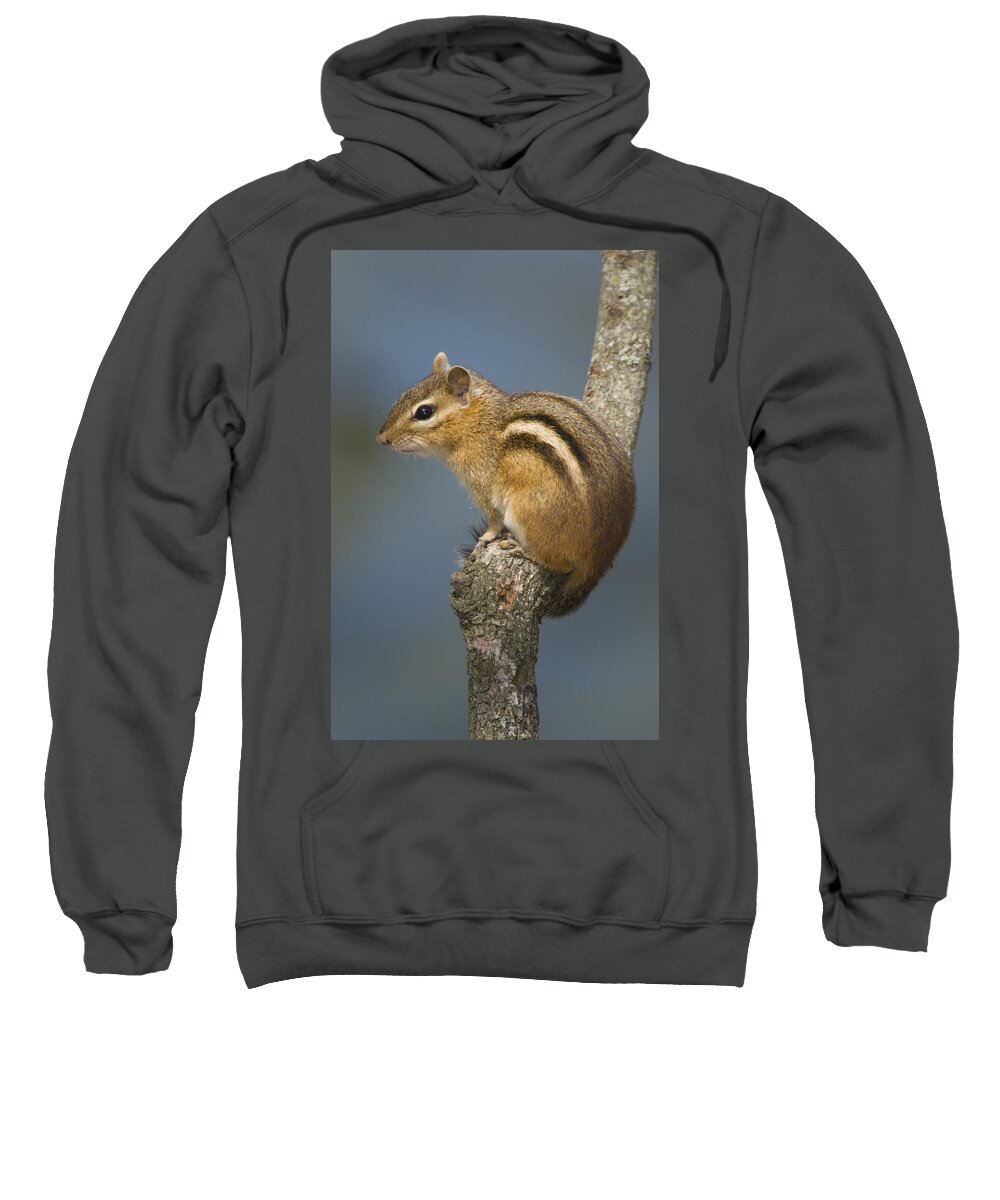 535791 Sweatshirt featuring the photograph Eastern Chipmunk On A Branch by Steve Gettle