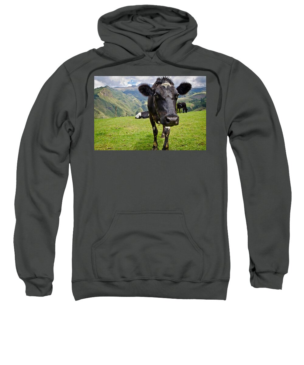 Cow Sweatshirt featuring the photograph Ecuadorian Cow by Bert Peake