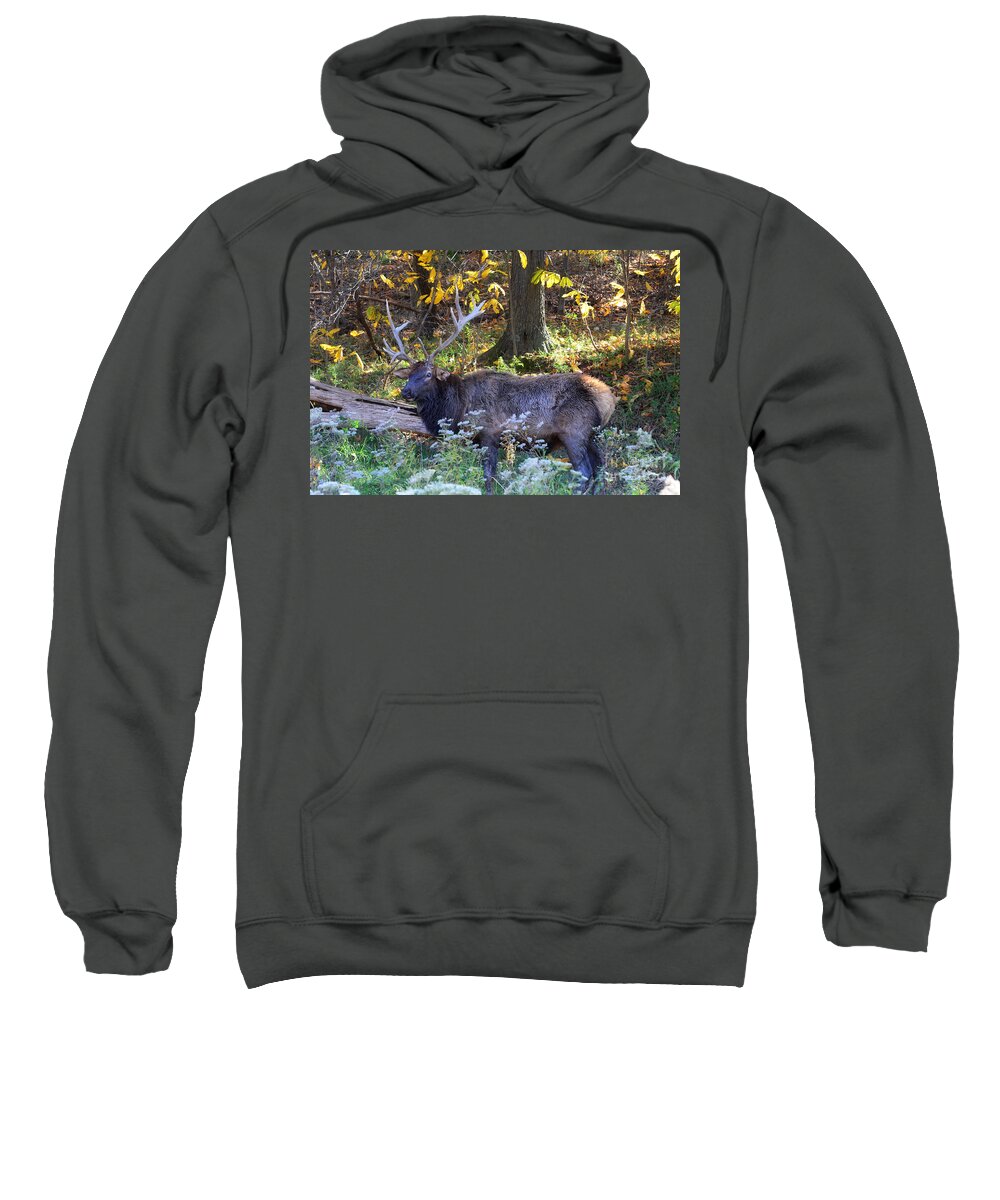 Landscape Sweatshirt featuring the photograph Elk in Autumn Meadow by Peggy Franz