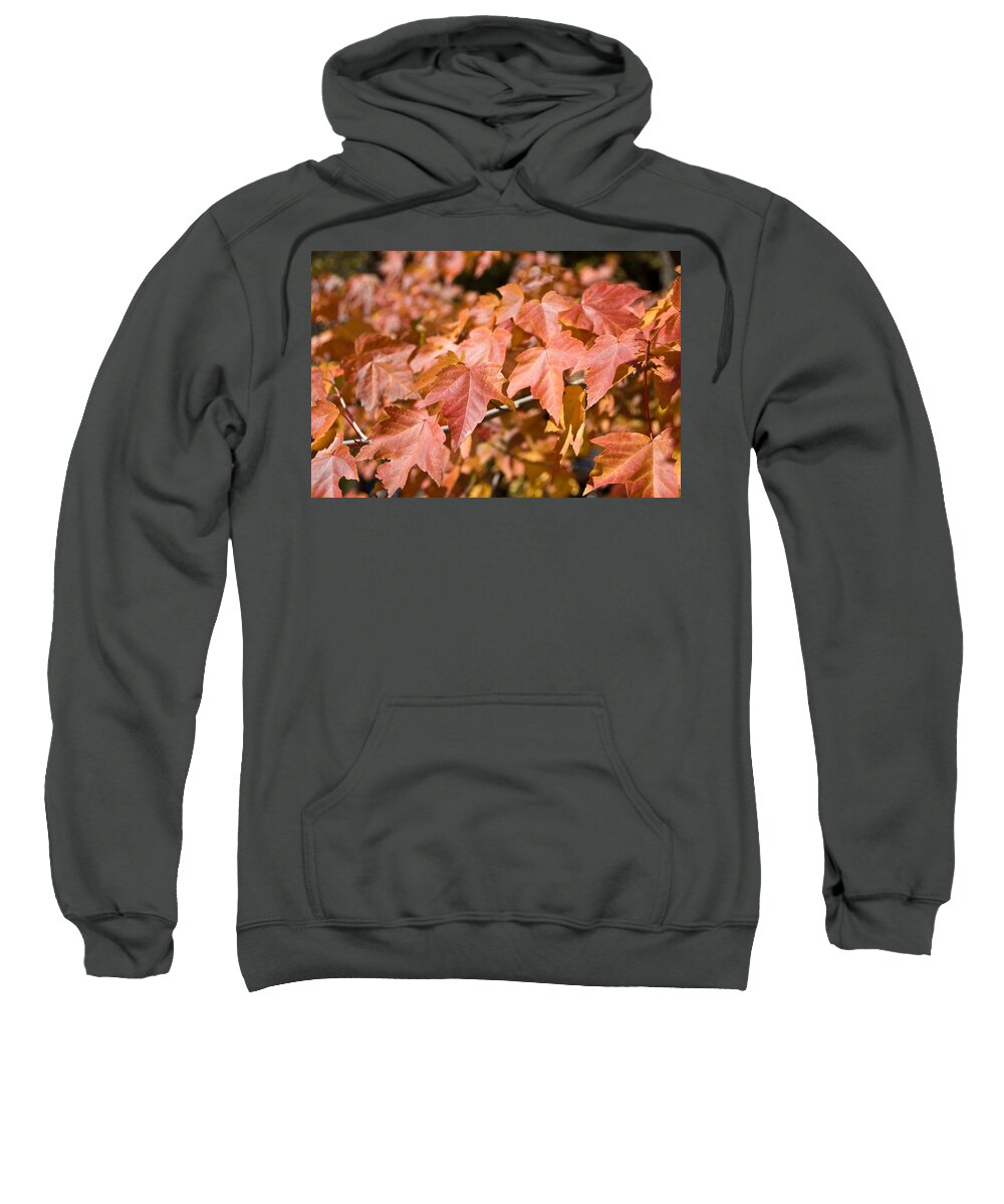 Fall Leaves Sweatshirt featuring the photograph Fall Colors by Shane Kelly