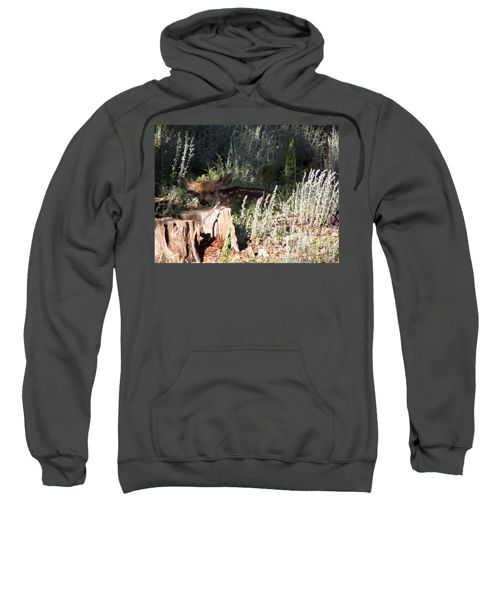 Animal Sweatshirt featuring the photograph Fawn Front Yard Divide CO by Margarethe Binkley