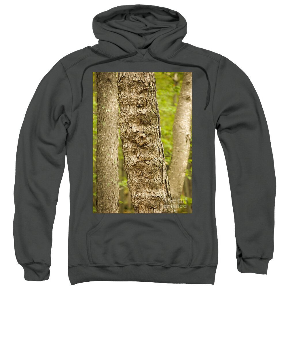 Tree Sweatshirt featuring the photograph Fluted Tree by Carol Lynn Coronios