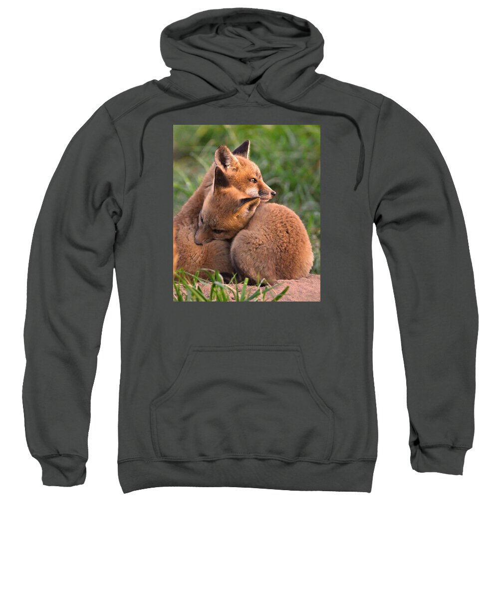 Fox Sweatshirt featuring the photograph Fox Cubs Cuddle by William Jobes