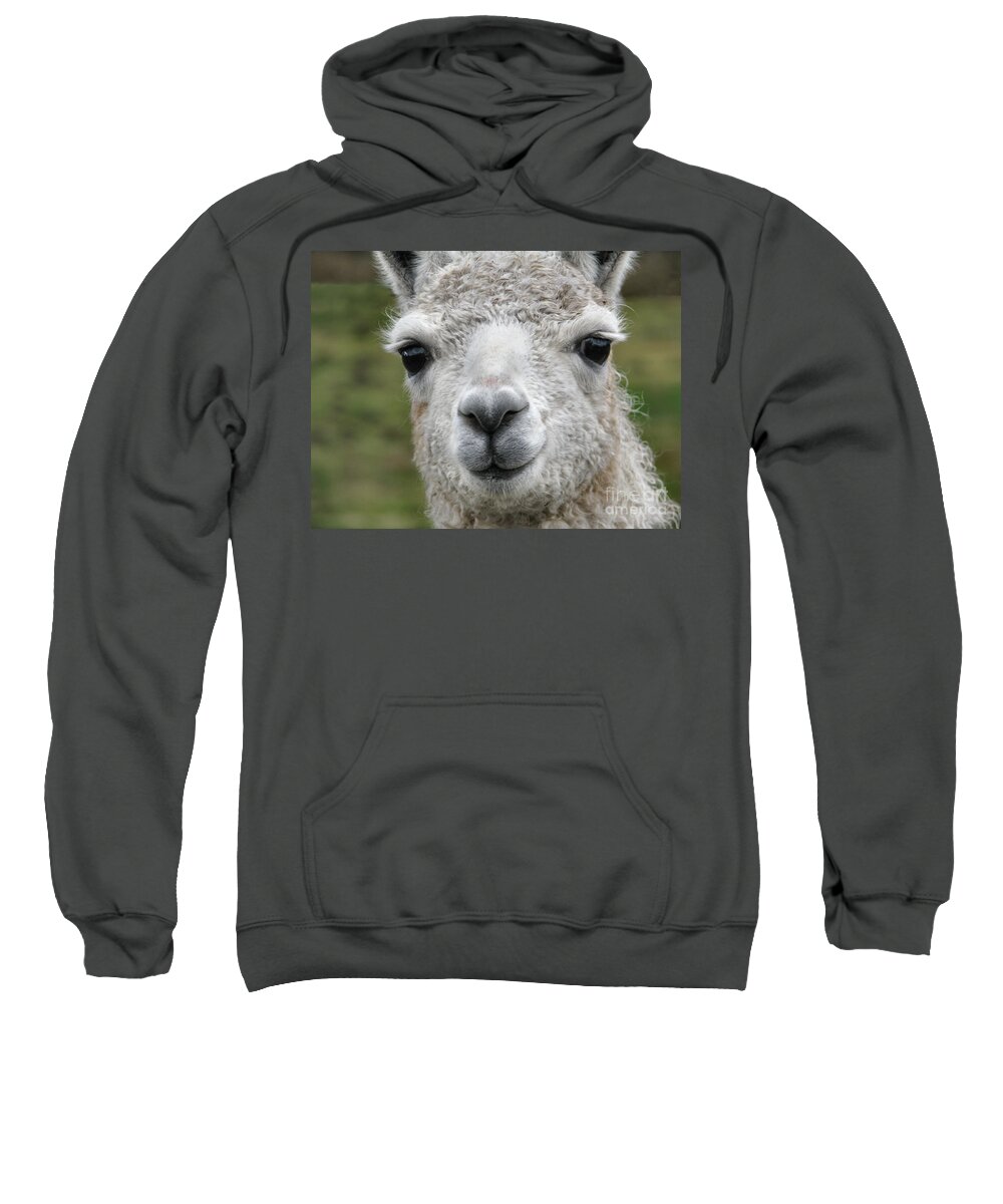 Llama Sweatshirt featuring the photograph Friends From The Field by Rory Siegel