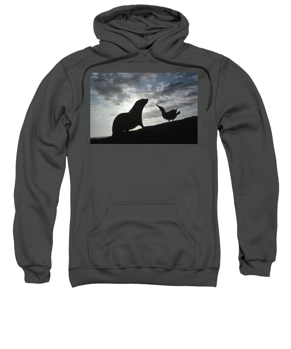Feb0514 Sweatshirt featuring the photograph Galapagos Fur Seal Pup And Blue-footed by Tui De Roy