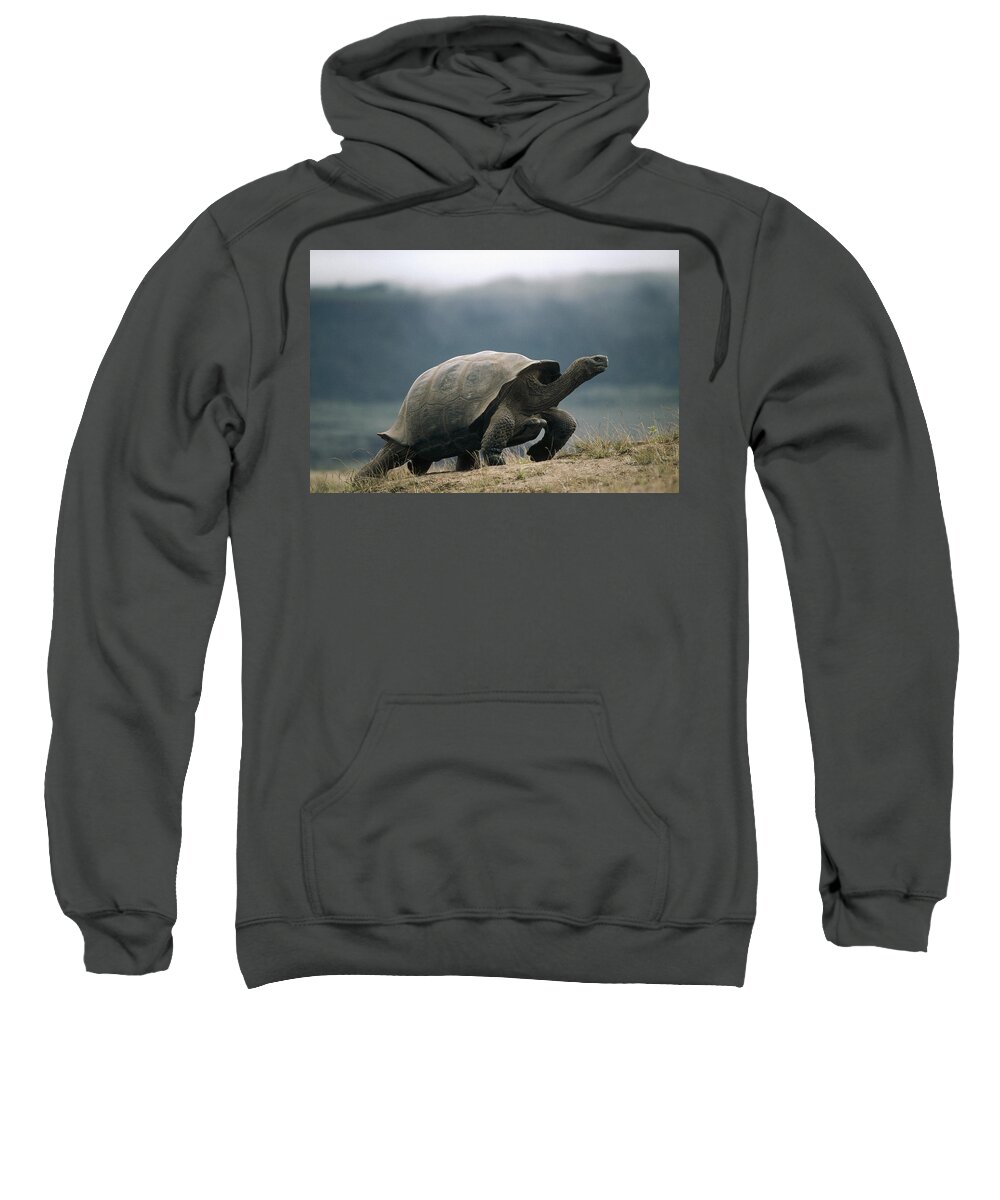 Feb0514 Sweatshirt featuring the photograph Galapagos Giant Tortoise Male Alcedo by Tui De Roy