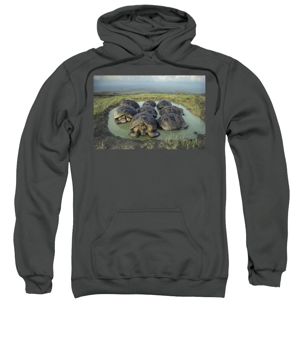 Feb0514 Sweatshirt featuring the photograph Galapagos Giant Tortoises Wallowing by Tui De Roy