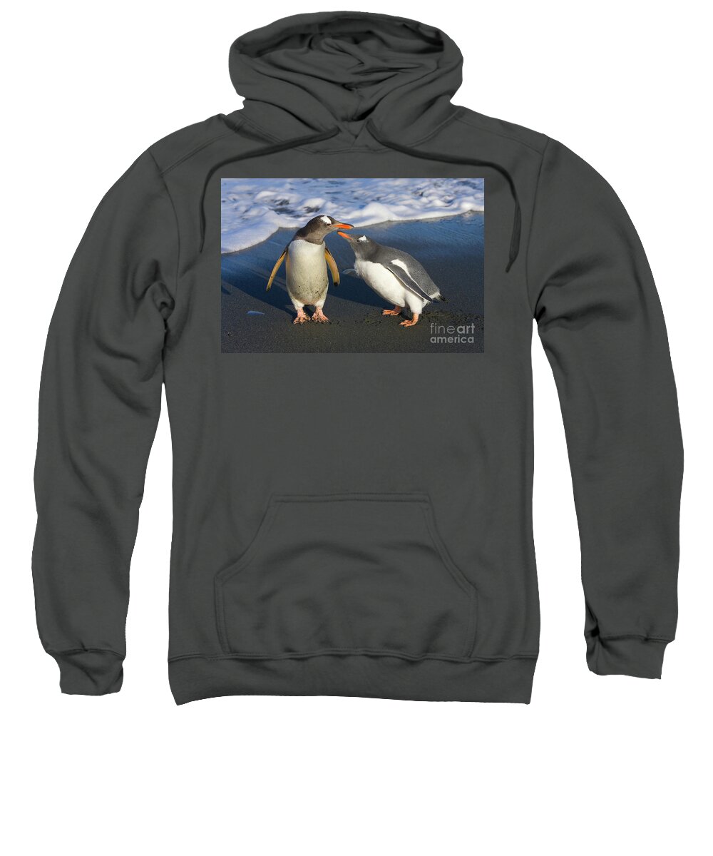 00345356 Sweatshirt featuring the photograph Gentoo Penguin Chick Begging For Food by Yva Momatiuk and John Eastcott