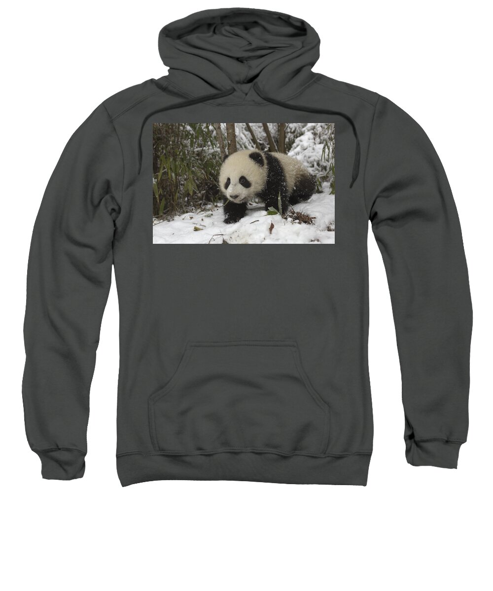 Feb0514 Sweatshirt featuring the photograph Giant Panda Cub In Snow Wolong China by Katherine Feng