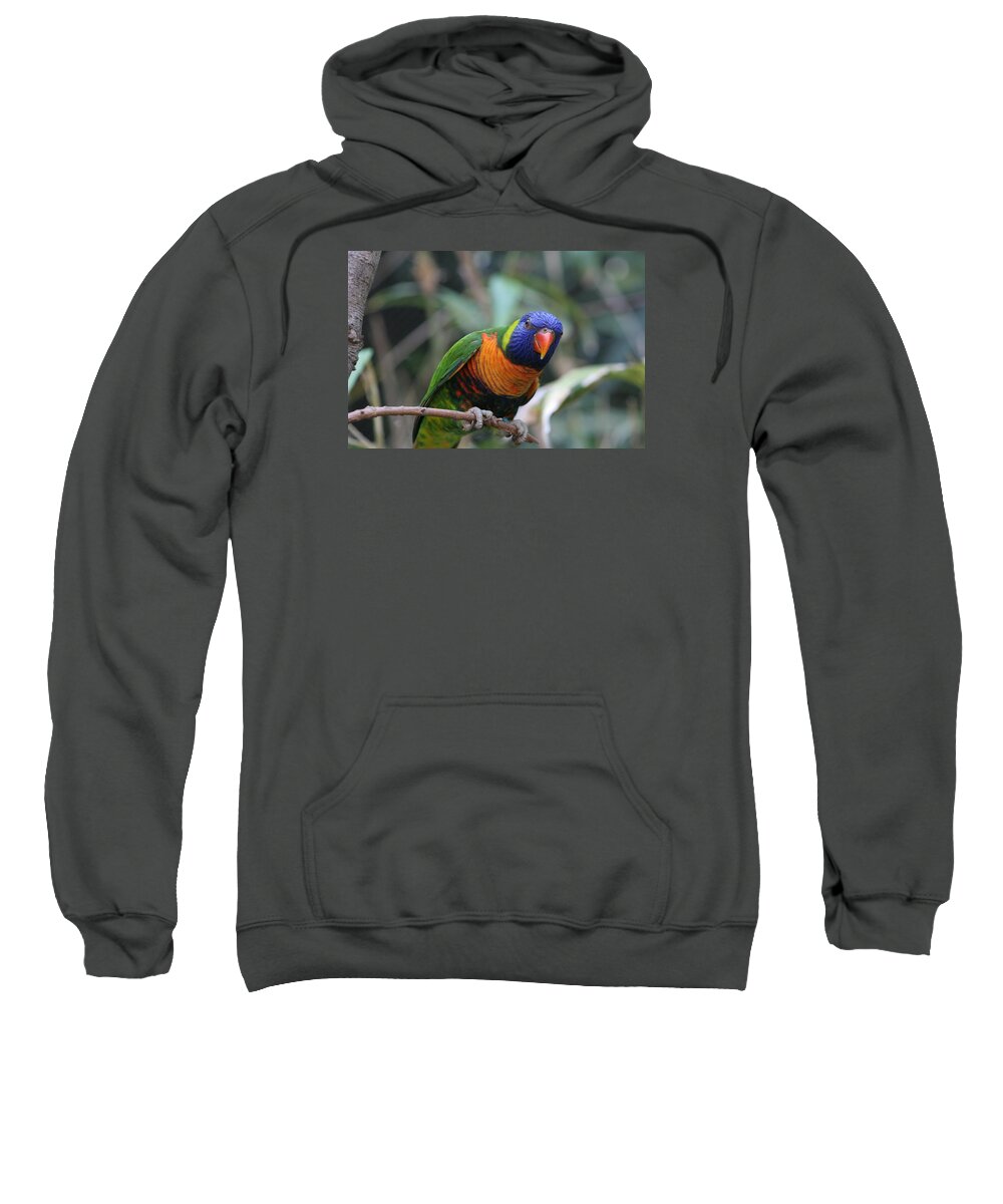 Lorie Sweatshirt featuring the photograph Curious Lorikeet by Valerie Collins