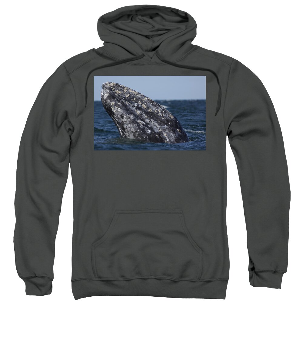 Feb0514 Sweatshirt featuring the photograph Gray Whale Spyhopping San Ignacio Lagoon by Hiroya Minakuchi