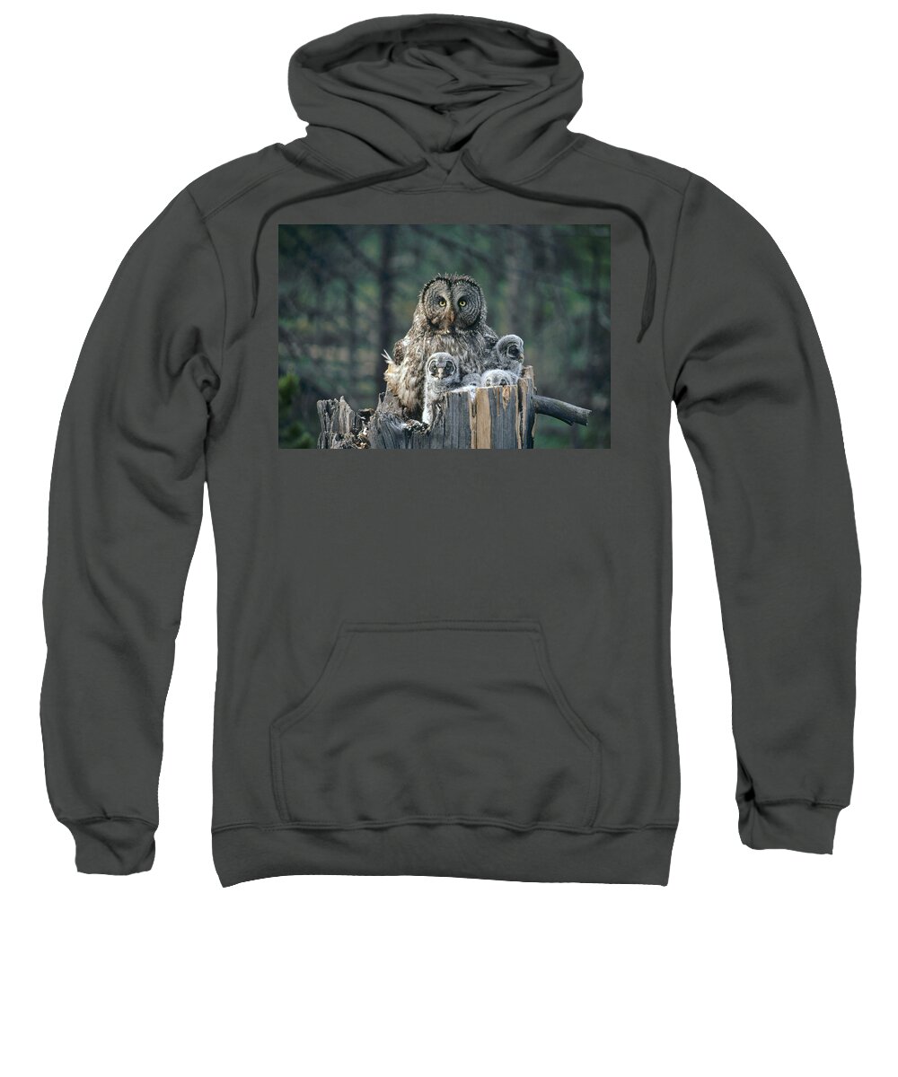 Feb0514 Sweatshirt featuring the photograph Great Gray Owl With Owlets In Nest by Michael Quinton