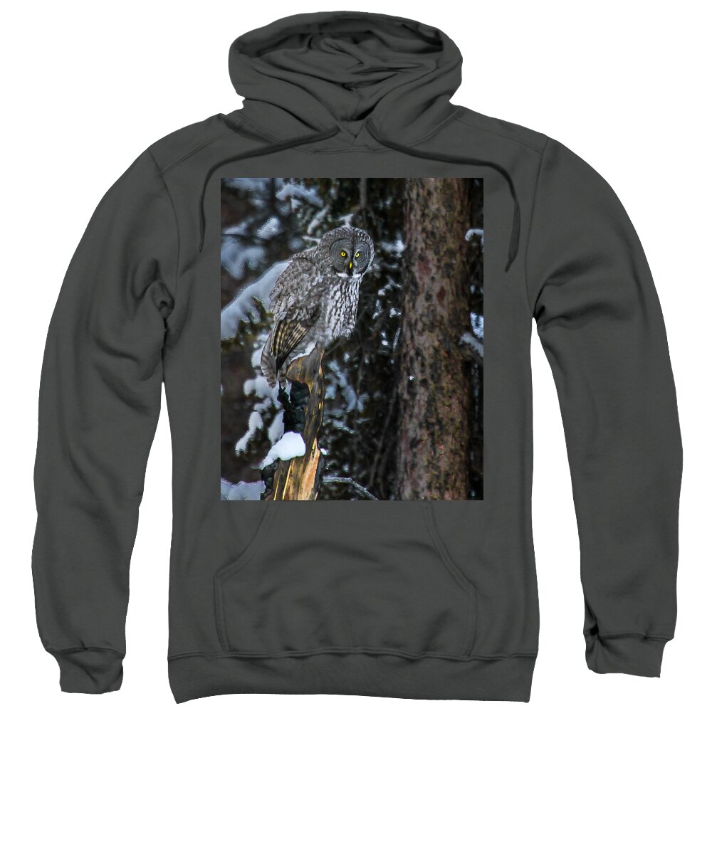  Sweatshirt featuring the photograph Great Grey by Kevin Dietrich
