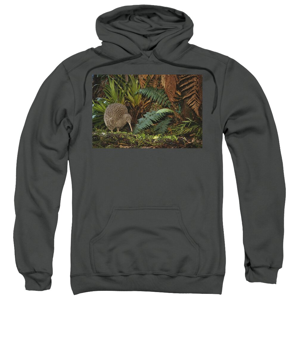 Feb0514 Sweatshirt featuring the photograph Great Spotted Kiwi Male In Rainforest by Tui De Roy
