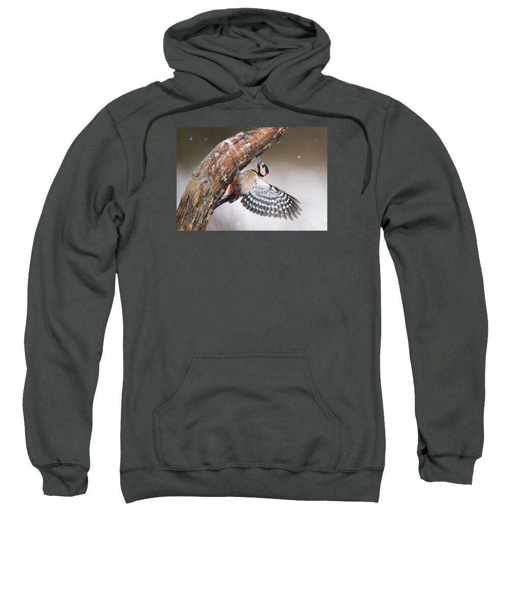 Nis Sweatshirt featuring the photograph Great Spotted Woodpecker Male Sweden by Franka Slothouber