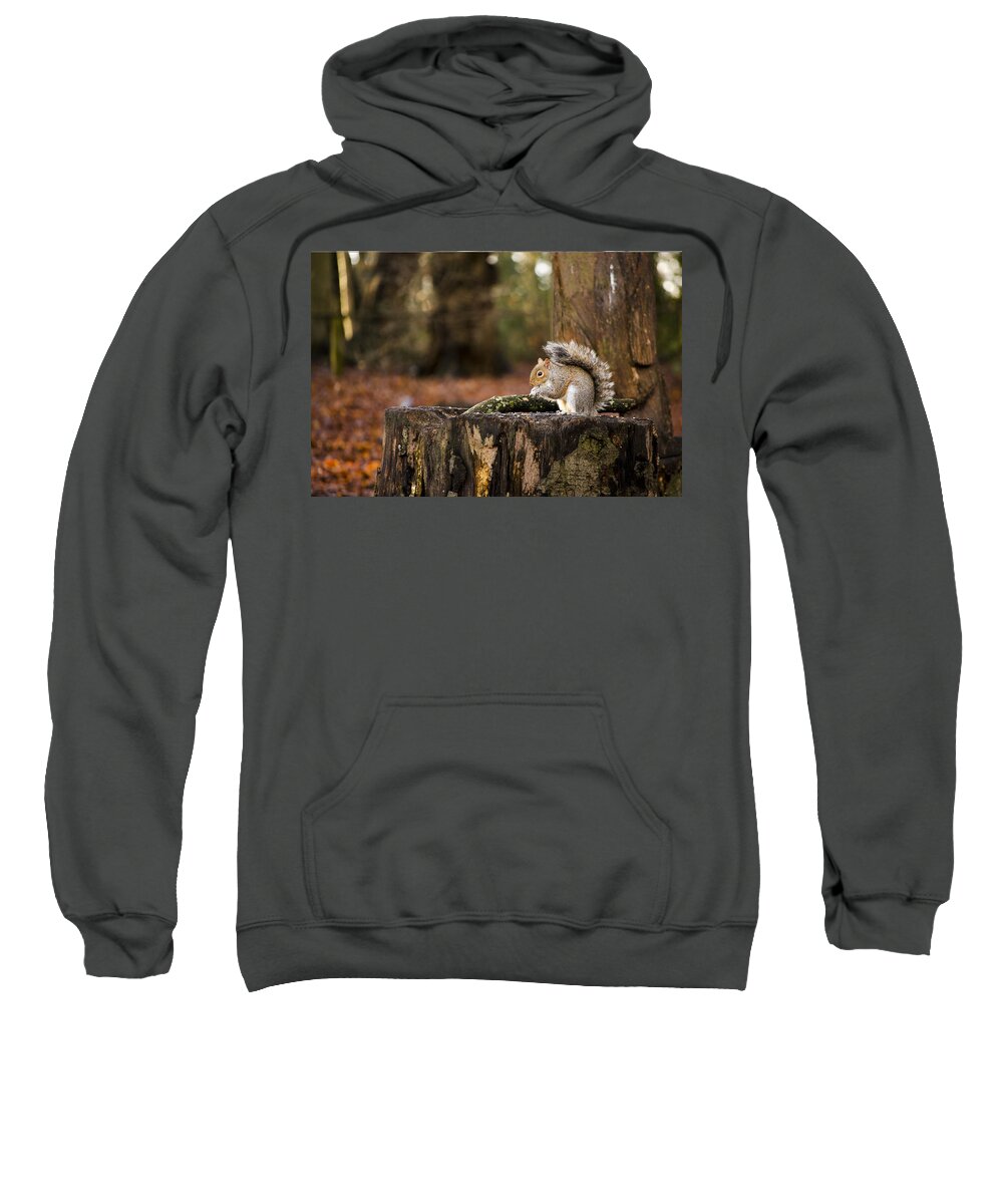 Squirrel Sweatshirt featuring the photograph Grey Squirrel on a Stump by Spikey Mouse Photography