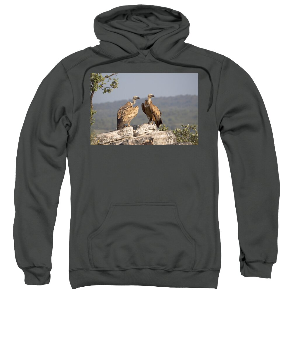 Gerard De Hoog Sweatshirt featuring the photograph Griffon Vulture Pair Extremadura Spain by Gerard de Hoog