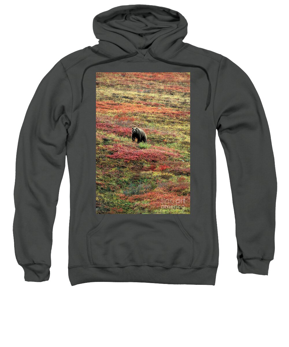 Fauna Sweatshirt featuring the photograph Grizzly Ursus Arctos In Alaskan Tundra by Ron Sanford