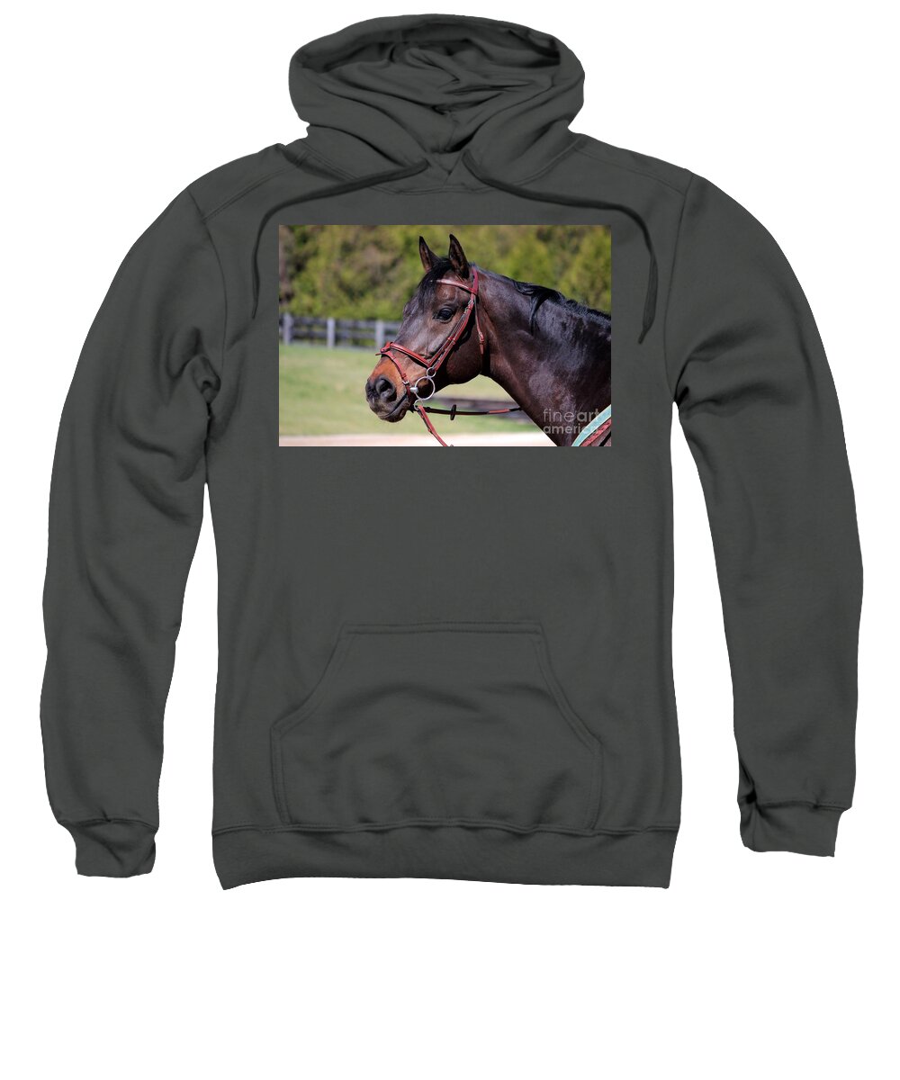 Horse Sweatshirt featuring the photograph Handsome Gelding by Janice Byer