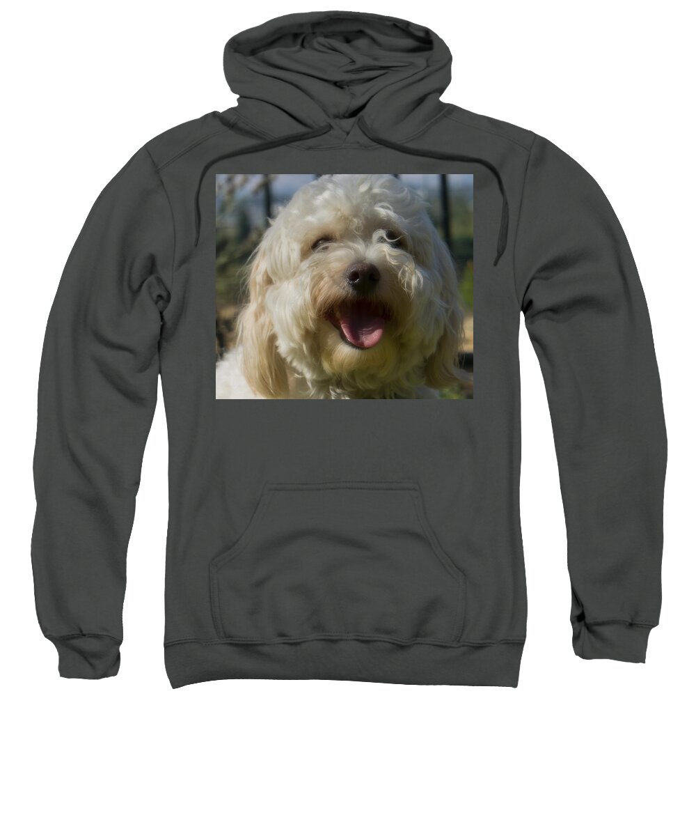Dog Sweatshirt featuring the photograph Havachon by Weir Here And There